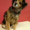 Wirtualna adopcja